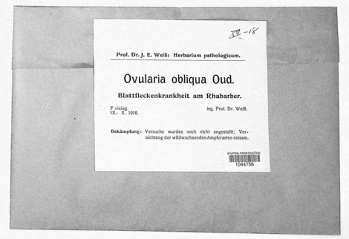 Ramularia obliqua image